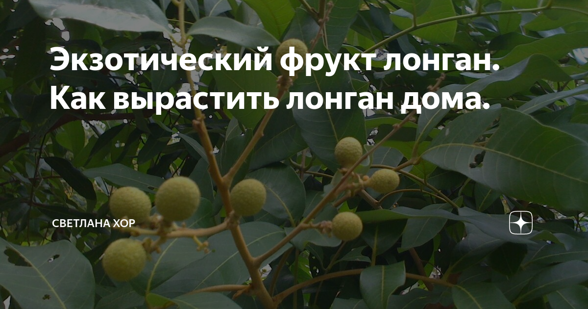 Лонган (глаз дракона): можно ли вырастить из косточки в домашних условиях