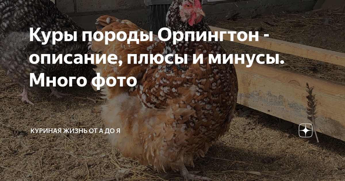 Куры породы Орпингтон - описание, плюсы и минусы. Много фото | Куриная ...