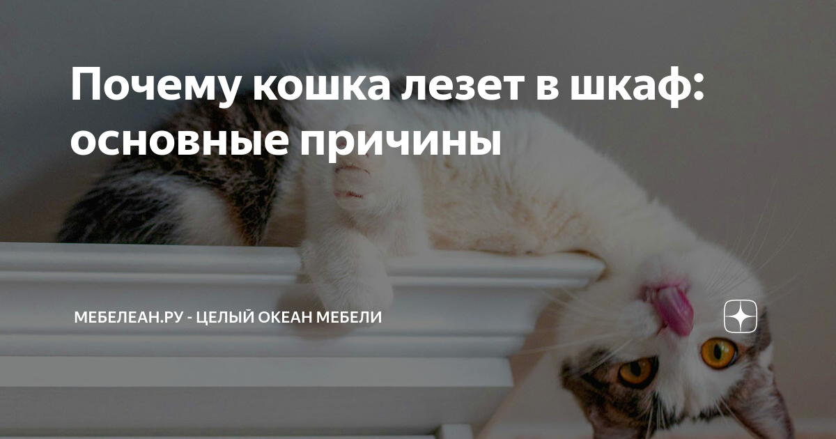 Кошка выбрасывает вещи из шкафа