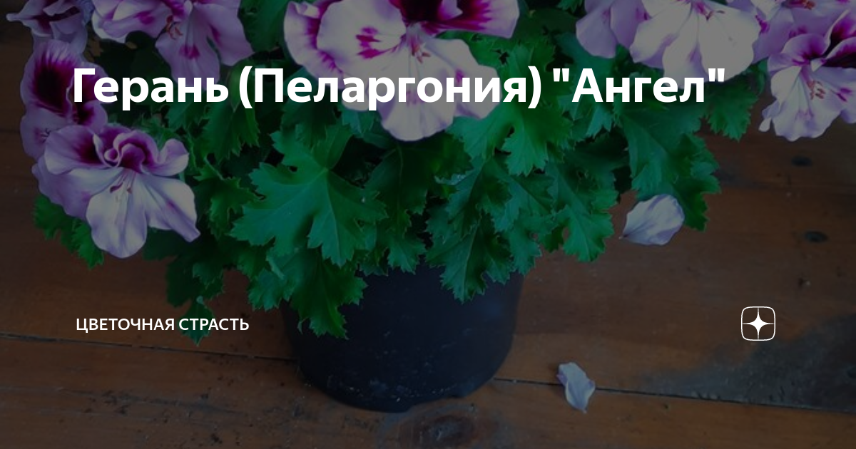 Герань (Пеларгония) "Ангел" | Цветочная Я | Дзен