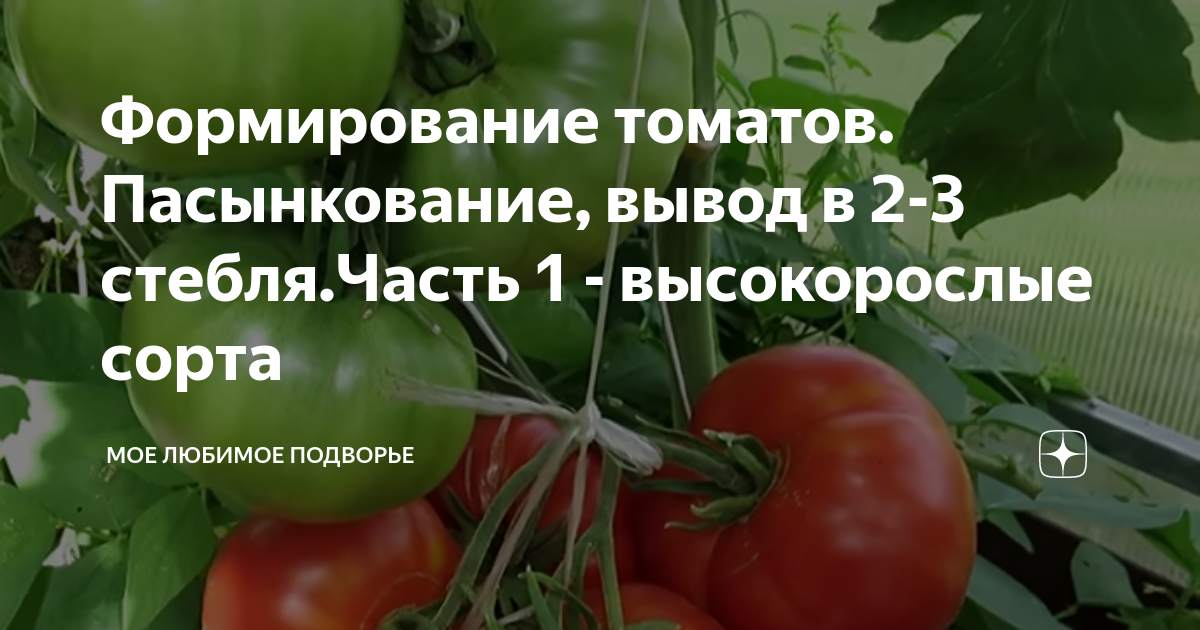 Формирование томатов. Формирование помидор в два стебля. Формирование томатов в 2-3 стебля схема. Моё любимое подворье.