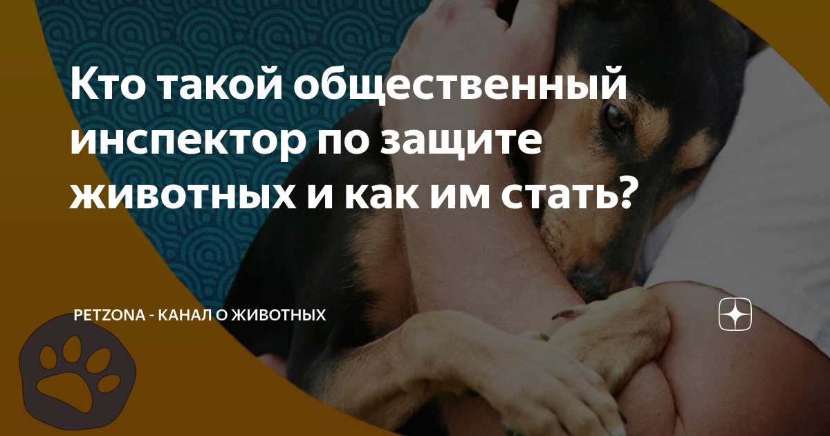Кто такой общественный инспектор по защите животных и как им стать ...