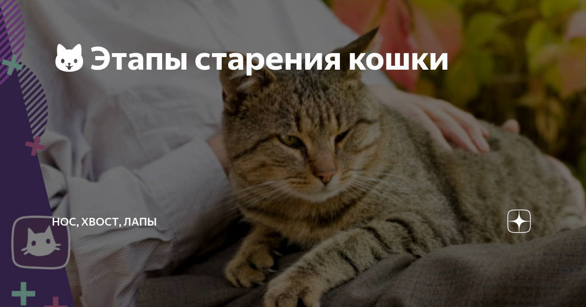 Кошки в старости