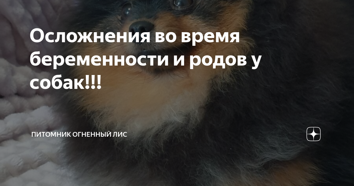 Осложнения во время беременности и родов у собак!!! | Питомник Огненный Лис  | Дзен