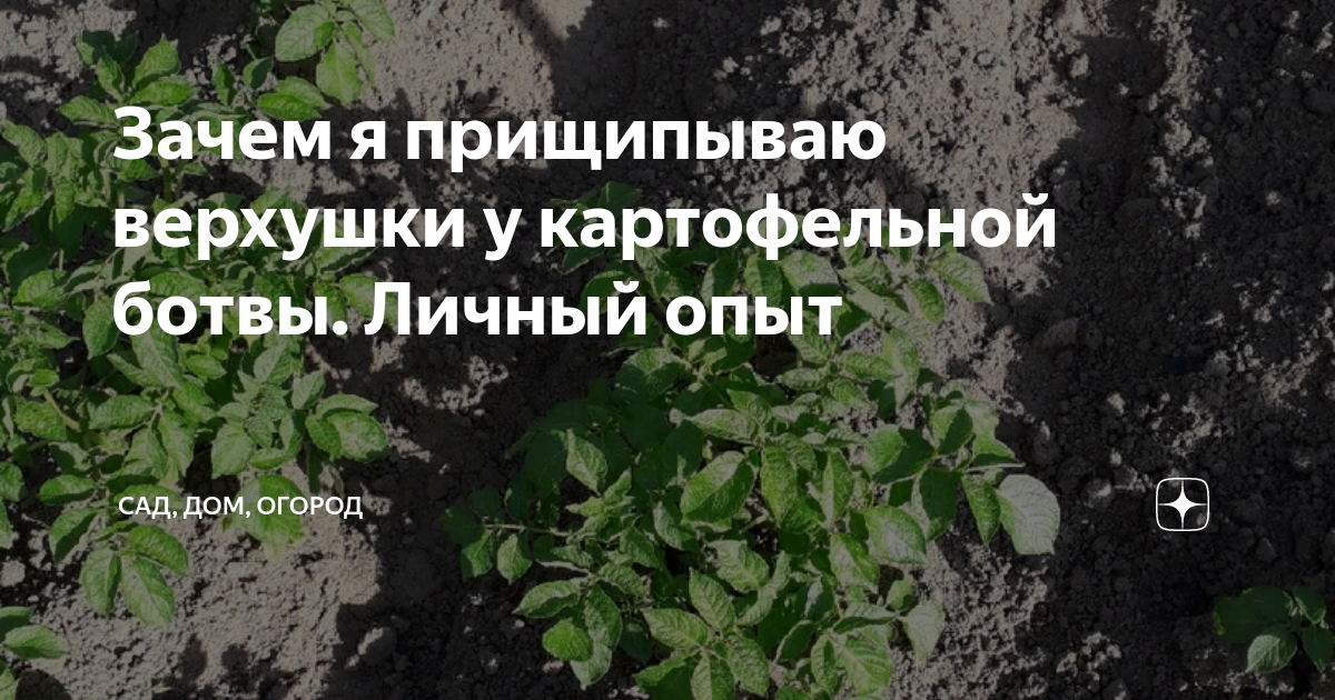 Когда срезать картофельную ботву. Обрезаем ботву картофеля. Зачем срезать ботву у картофеля. Надо ли срезать ботву у картофеля. Надо ли срезать цветы у картофеля