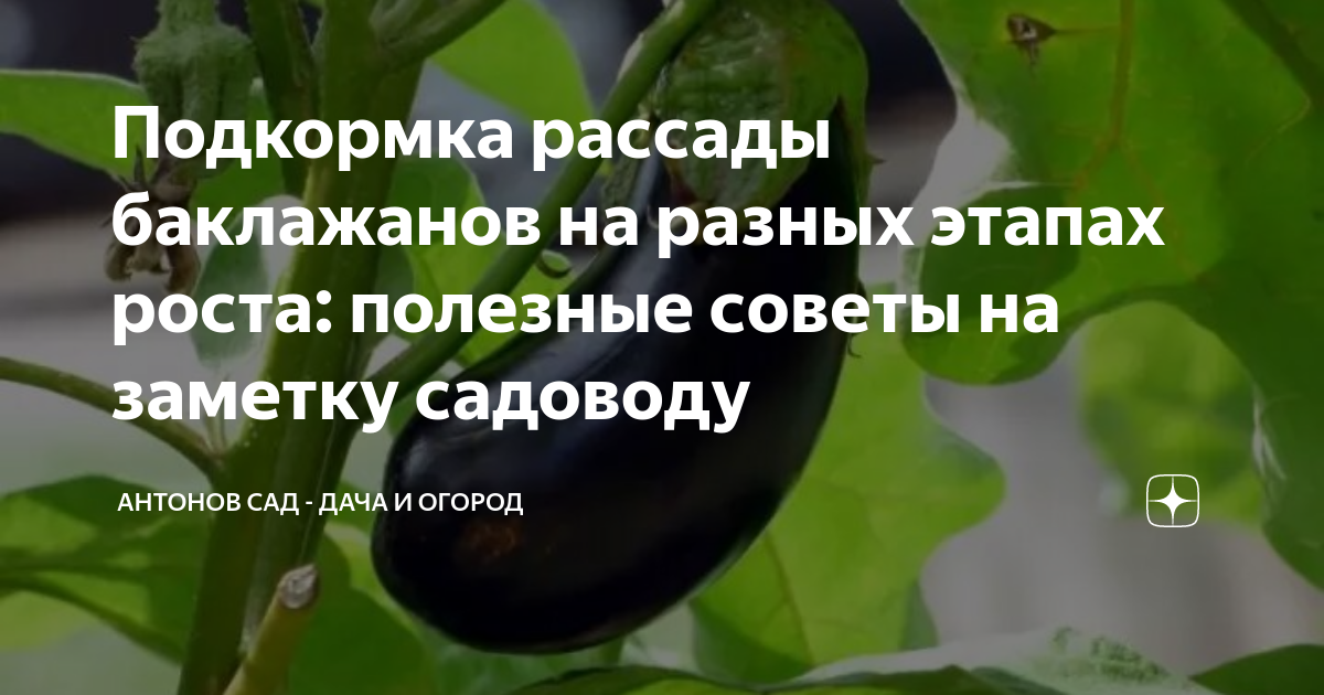 Подкормка рассады баклажан Подкормка рассады баклажан