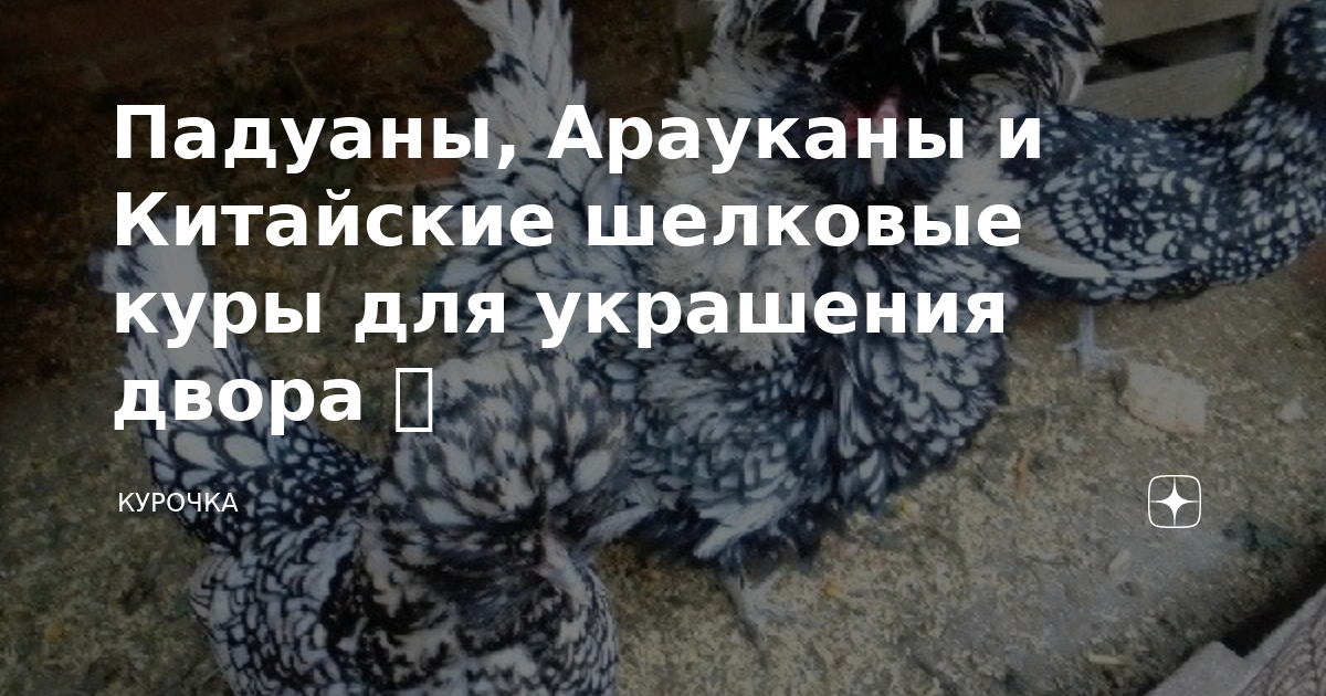 Падуаны, Арауканы и Китайские шелковые куры для украшения двора 🐔 ...