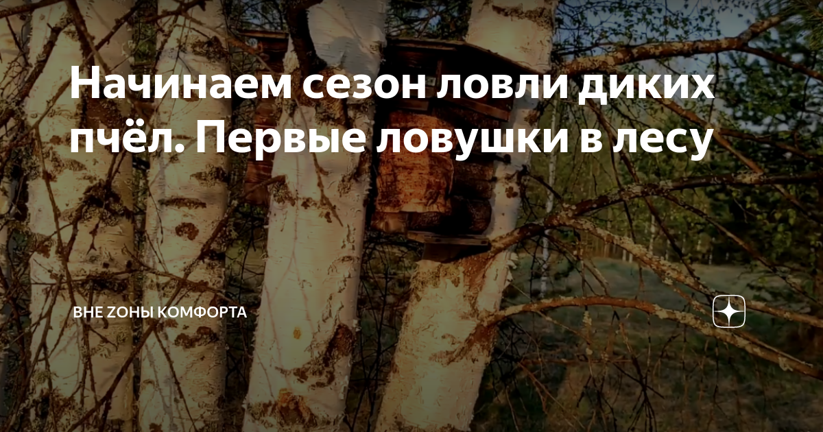 Начинаем сезон ловли диких пчёл. Первые ловушки в лесу | Вне Zоны ...