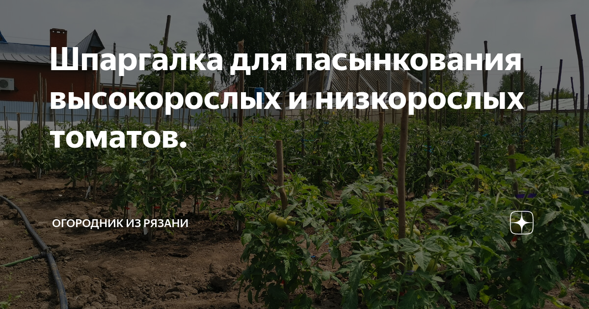 Огородник из рязани рассада томатов. Огородник из Рязани дзен. Огородник из Рязани формирование низкорослых томатов.