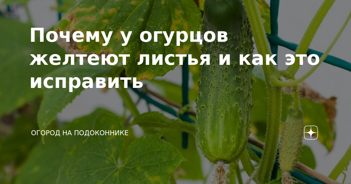 У огурца вянут листья на подоконнике. Желтеют листья у огурцов на подоконнике. Почему желтеют листья у огурцов на подоконнике. Почему желтеют листья огурца на подоконнике. Желтеют кончики у огурцов листьев на подоконнике что.