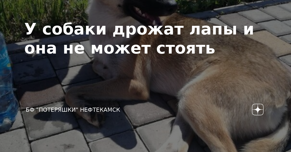 дрожат лапы