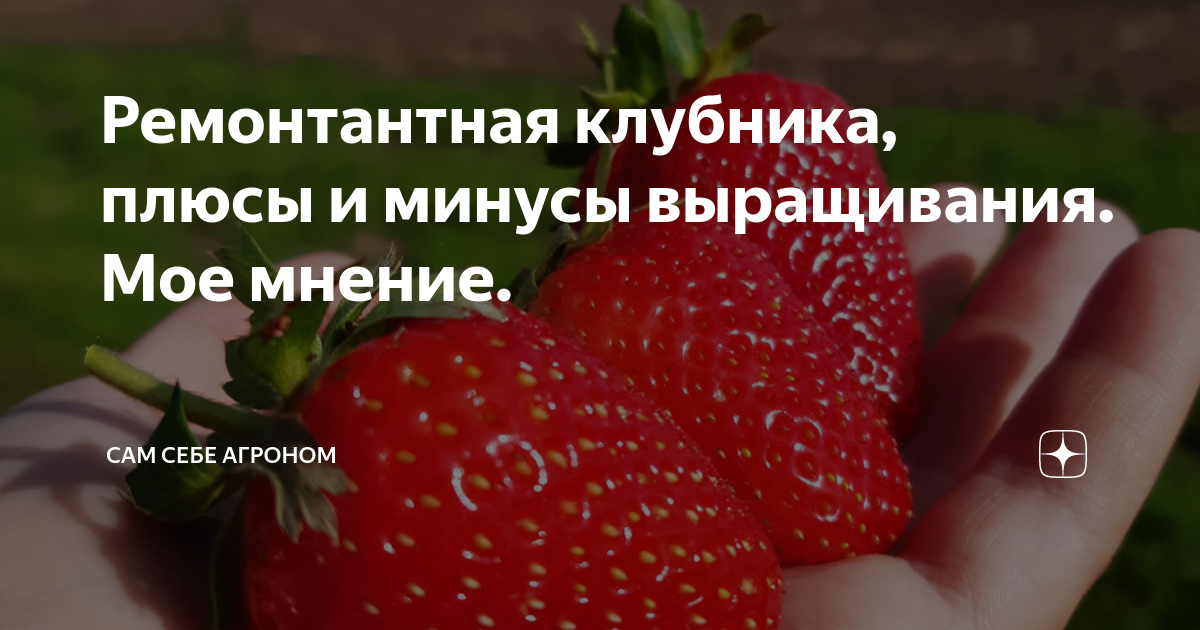 Ремонтантная клубника, плюсы и минусы выращивания. Мое мнение. | Сам ...