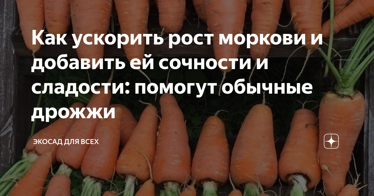 Третий этап подкормки моркови: контроль роста