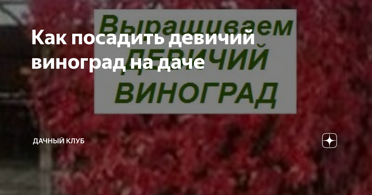 Как посадить девичий виноград на даче | Дачный клуб | Дзен