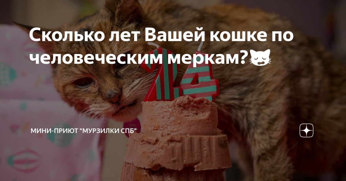 Сколько лет Вашей кошке по человеческим меркам?🙀 | Мини-приют Мурзилки  СПб | Дзен