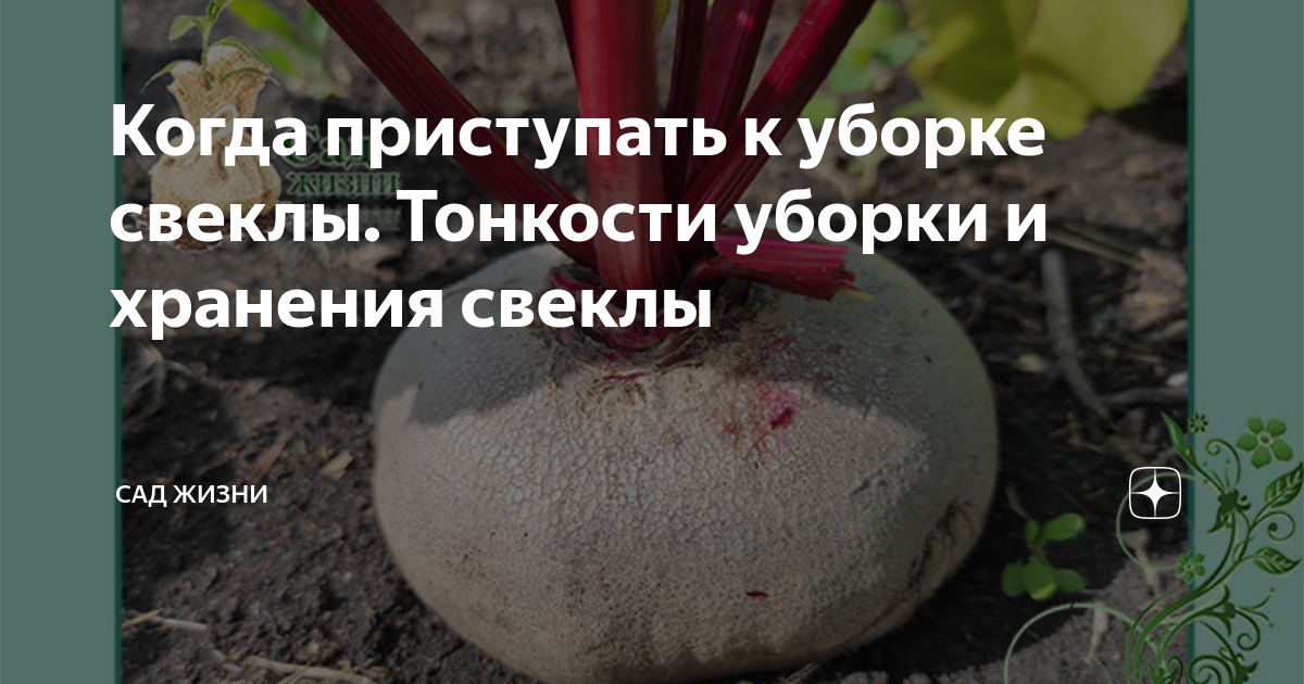 Звала наделит свекла снята надолго