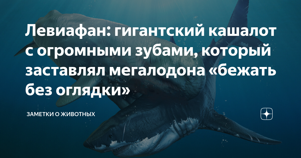 Левиафан: гигантский кашалот с огромными зубами, который заставлял ...