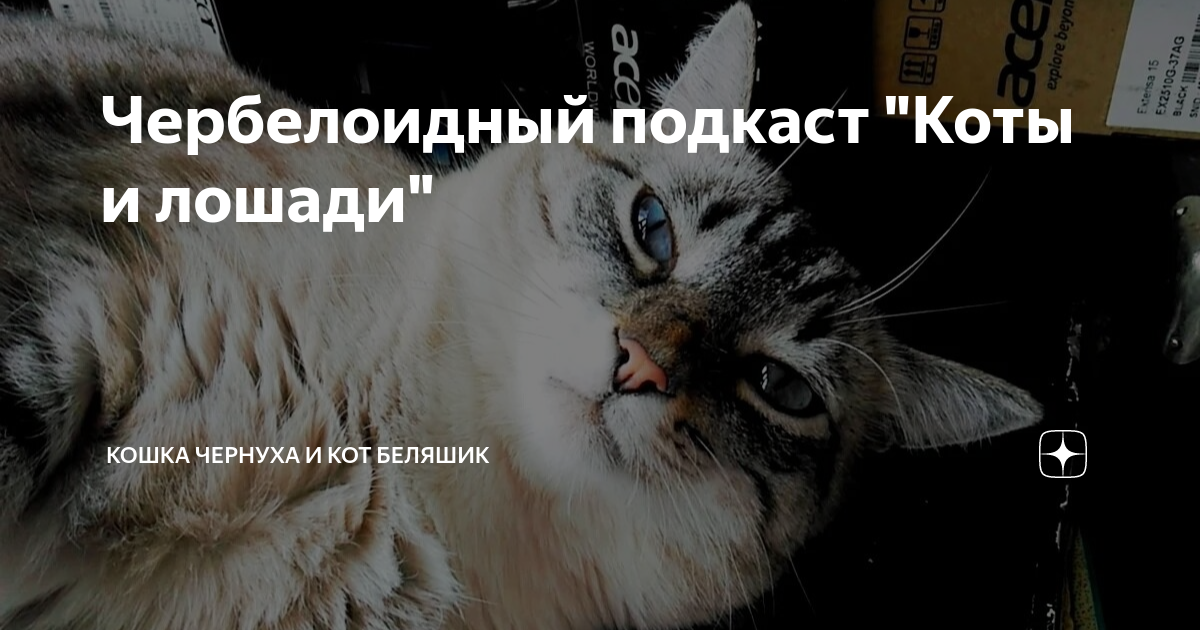 Кот пц. Подкаст кот. Ход котом. Ход котом. Подкаст кот.