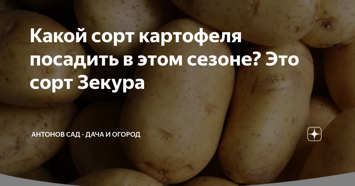 Картофель зекура описание сорта фото. Выращивание картофеля на даче. Рост Глазков картофеля. Дачному сезону конец тыква.