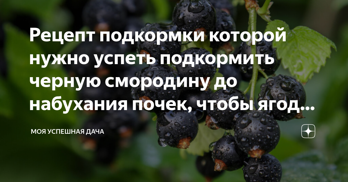 Чем подкормить ежевику в августе. Чем подкормить черную смородину. Ягода для почек. Схема подкормки чёрной смородины. Все о смородине от а до я.