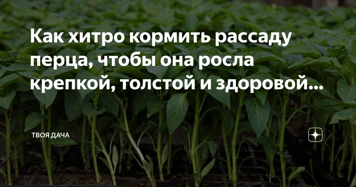 Чем подкормить рассаду чтоб была толстой. Чем кормить рассаду перца. Чем кормить рассаду. Чем подкормить рассаду перца два листочка.