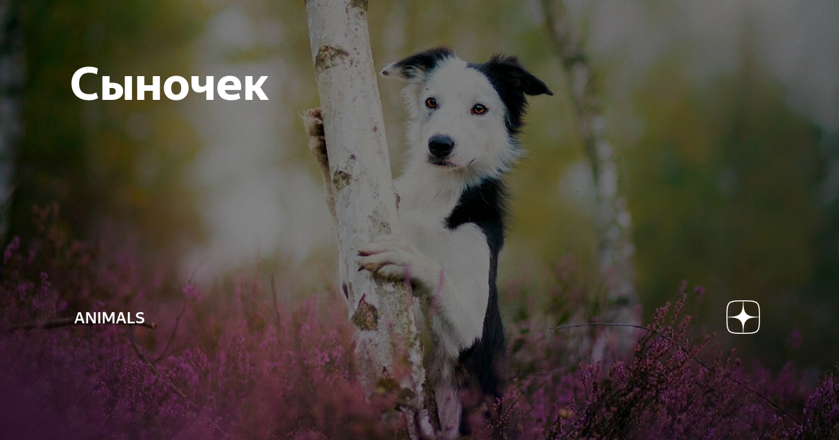 Сыночек | Animals | Дзен