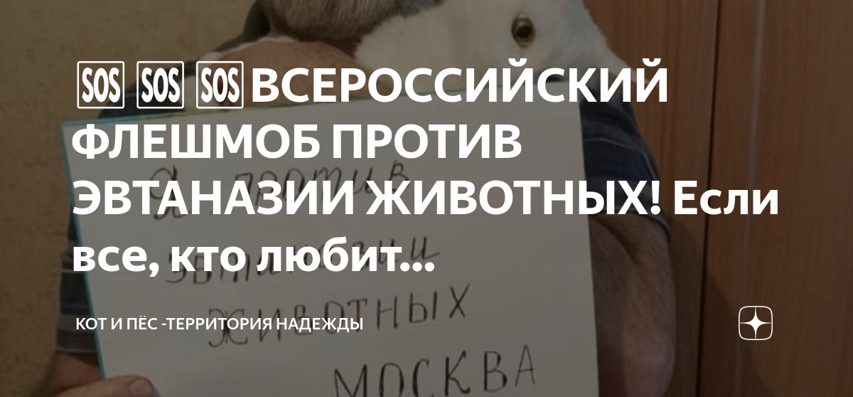 кот и пес территория надежды дзен