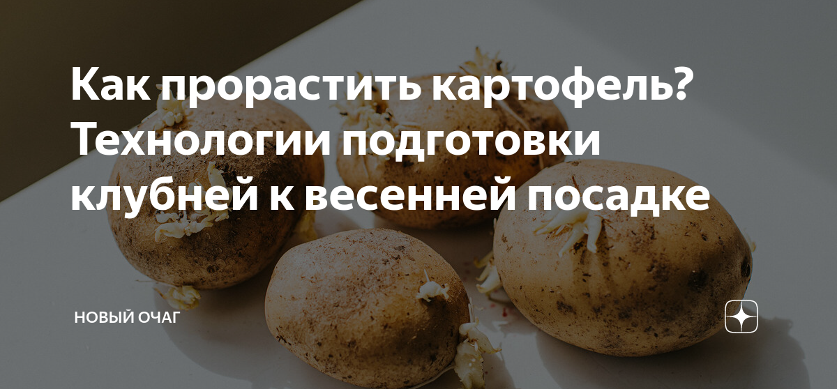 Вес клубня картофеля. Подготовка картофельных клубней в темноте. Обработка клубней картошки перед посадкой. Проращивание картофельных клубней в полиэтилене.