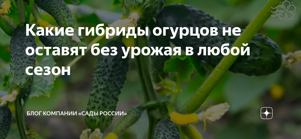 Какие гибриды огурцов не оставят без урожая в любой сезон | НПО «Сады ...