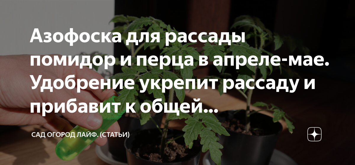 Пикировка томатов в апреле. Рассада помидор в апреле. Укрепить рассаду помидор. Подкормка рассады азотными удобрениями. Как укрепить рассаду помидор