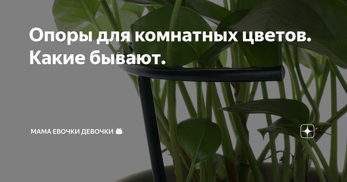 Опоры для комнатных цветов. Какие бывают. | Мама Евочки Девочки 😇 | Дзен