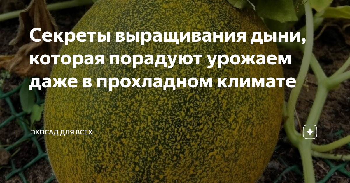 Сбор и хранение плодов