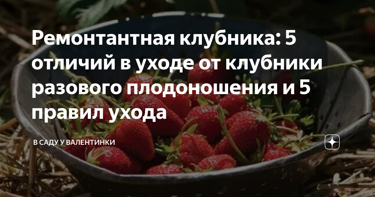 Ремонтантная клубника: 5 отличий в уходе от клубники разового ...