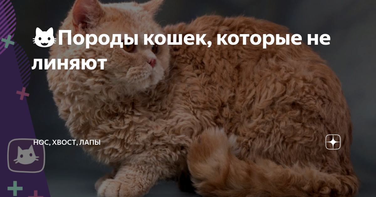 Кошки не портящие мебель