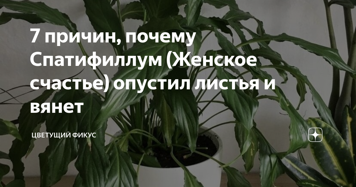 Женское счастье опустились листья. У спатифиллума поникли листья. Спатифиллум опустил листья. Женское счастье цветок листья поникли. Цветок женское счастье опустил листья.