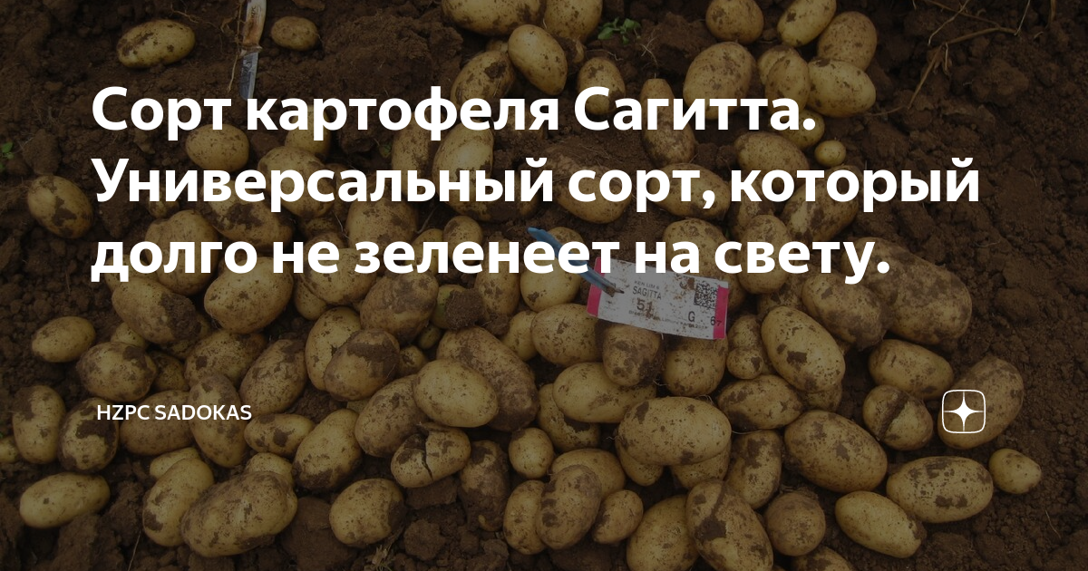 Среднеранние сорта ГАЛА и БАЛТИК РОУЗ Новости и события отрасли овощеводства и к