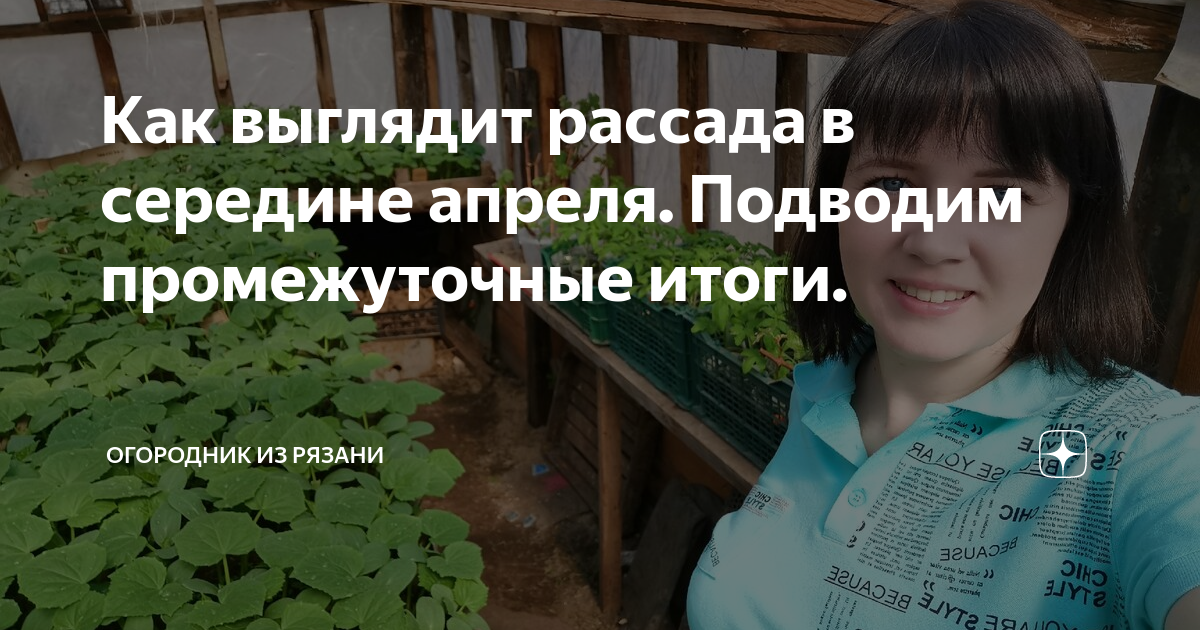 рассада в середине апреля