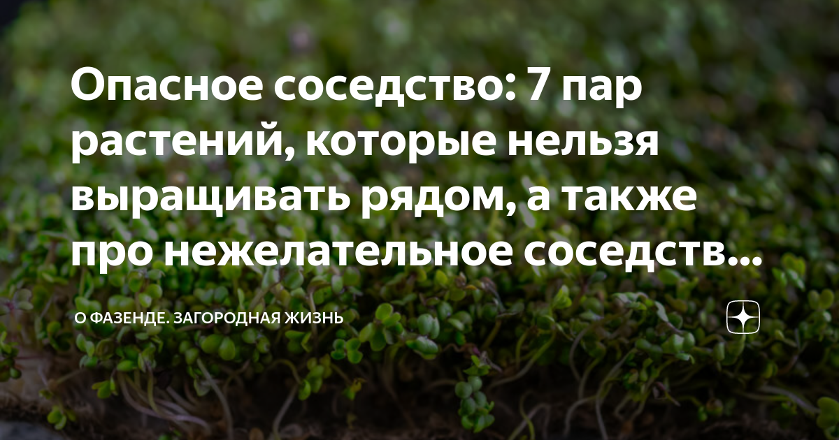 Какой цветок нельзя сажать в 2024 году. Опасное соседство. Цветы которые нельзя выращивать в 2024.