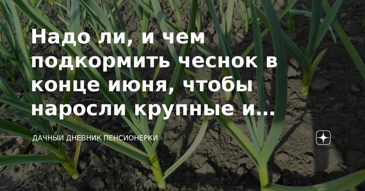 Чем подкормить чеснок в июне. Чем подкормить чеснок весной посаженный под зиму для хорошего урожая. Чем подкормить чеснок в мае. Чем подкормить чеснок в мае посаженный под зиму.