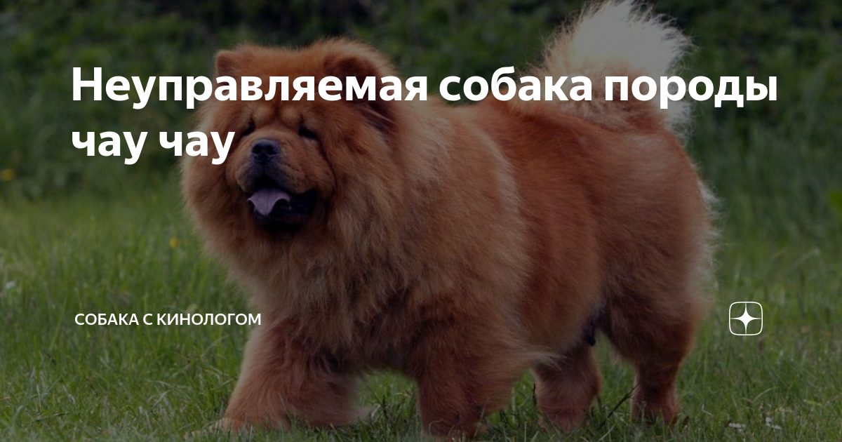 как выглядит собака породы чау чау
