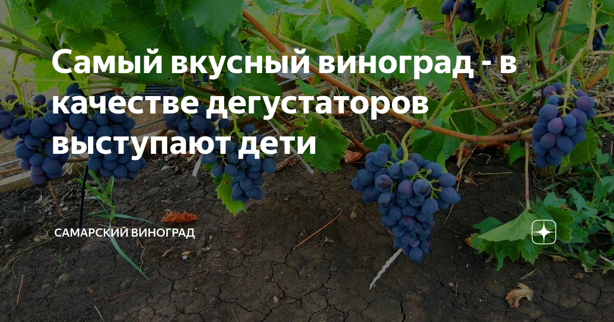 Самый вкусный виноград - в качестве дегустаторов выступают дети ...