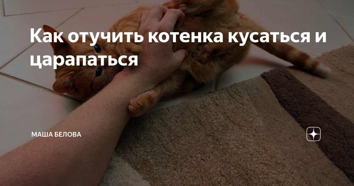 Как отучить кота кусаться и царапаться