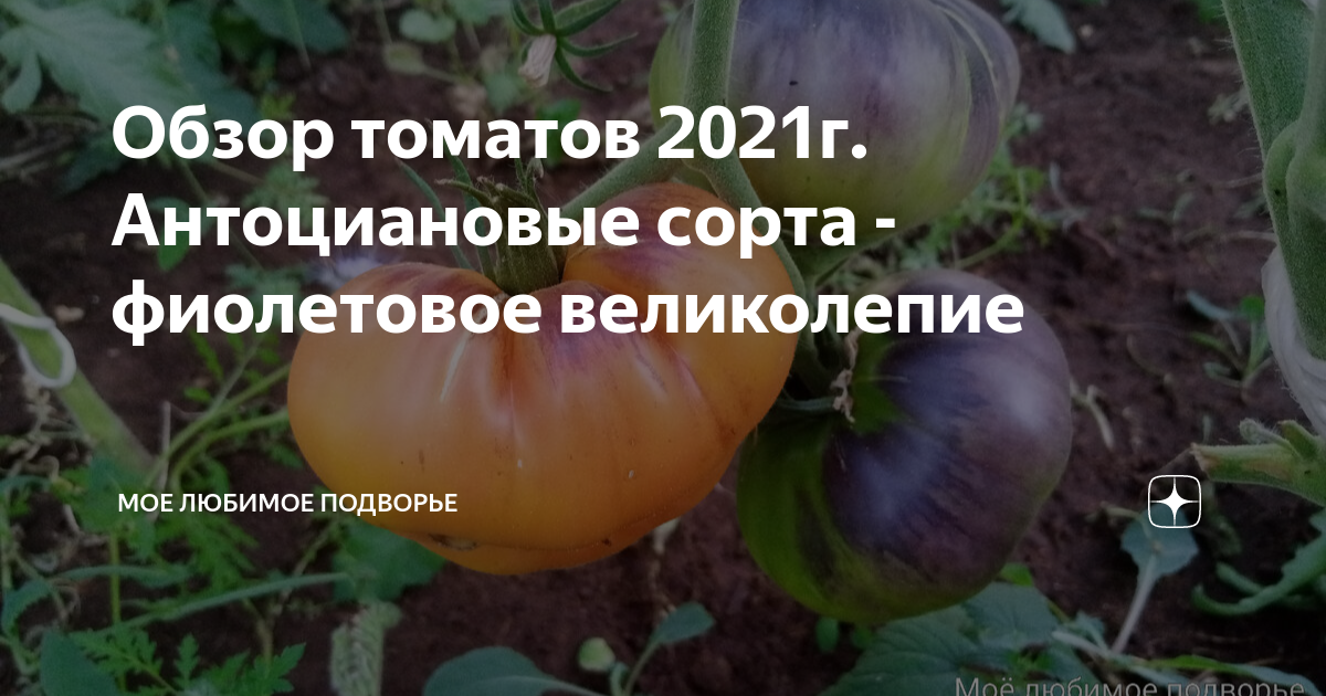 Обзор томатов 2021г. Антоциановые сорта - фиолетовое великолепие | Мое ...