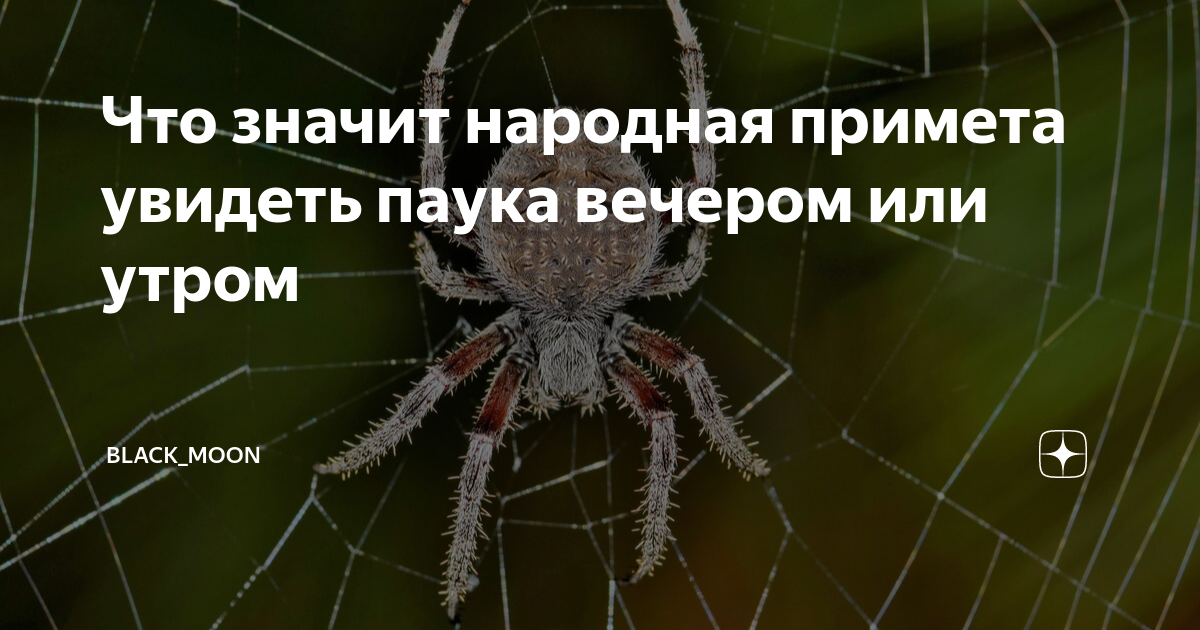 ✔ Приснился ПАУК? К ЧЕМУ СНИТСЯ ПАУК. СОННИК, ТРАКТОВКА СНА