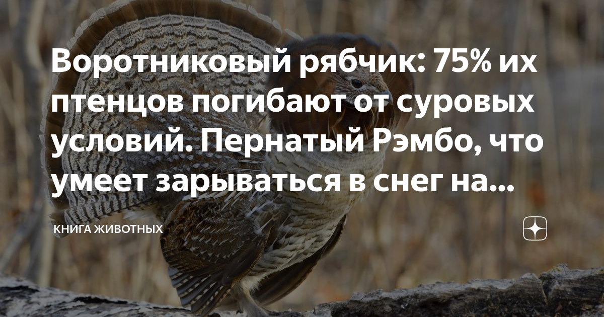 Воротниковый рябчик: 75% их птенцов погибают от суровых условий ...