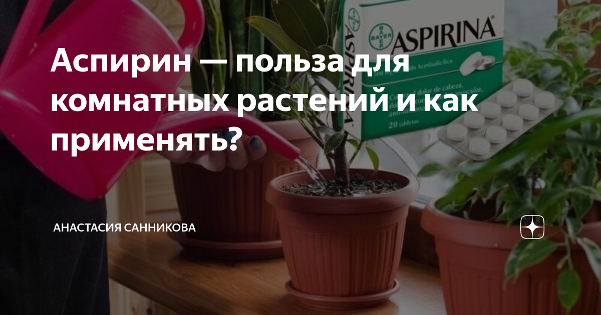 Как поливать цветы аспирином. Аспирин для комнатных растений. Аспирин для цветов комнатных. Аспирин для подкормки комнатных растений. Аспирин для полива комнатных растений.