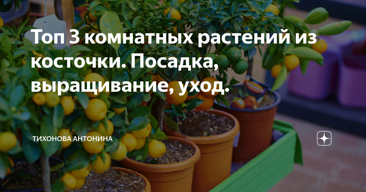 Домашние растения советы по уходу для садоводов