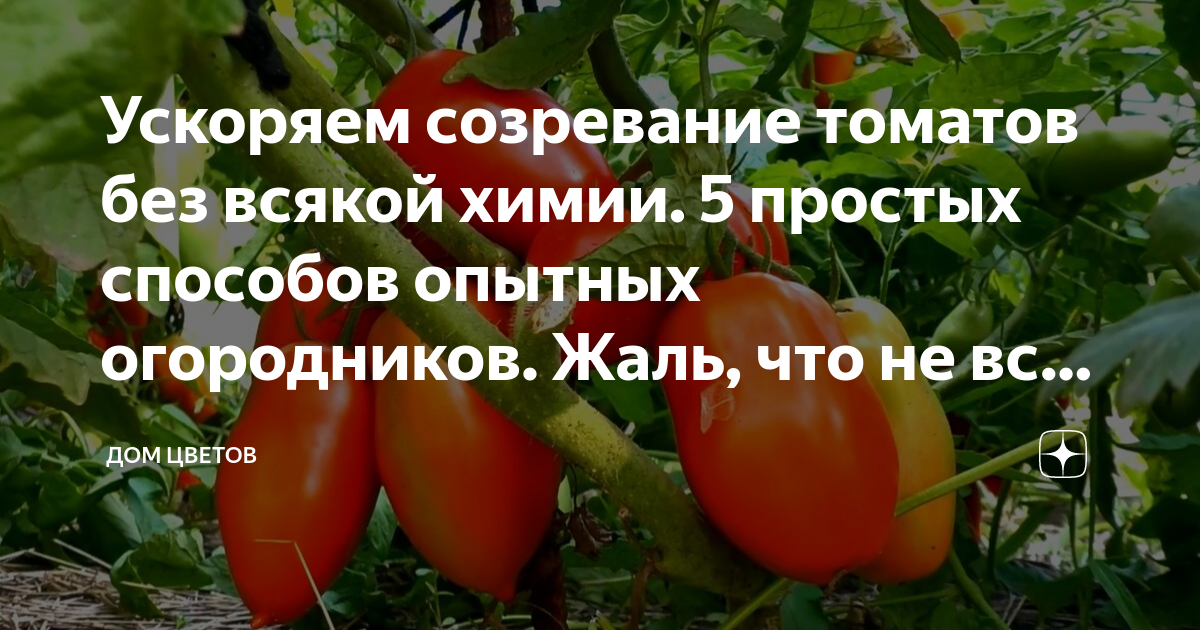 Как ускорить созревание томатов дома. Ускорители созревания томатов. как ускорить созревание томатов. как ускорить созревание томатов в теплице. что посыпать чтобы созревали помидоры и огурцы.