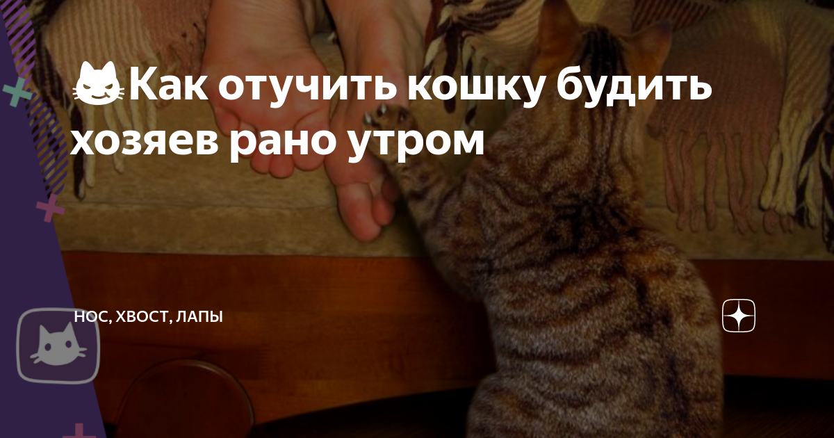 Как отучить котенка где попало. Как отучить кошку рано будить утром. Как отучить кота будить рано утром хозяев. Не будите кошек. Как отучить кошку орать по утрам