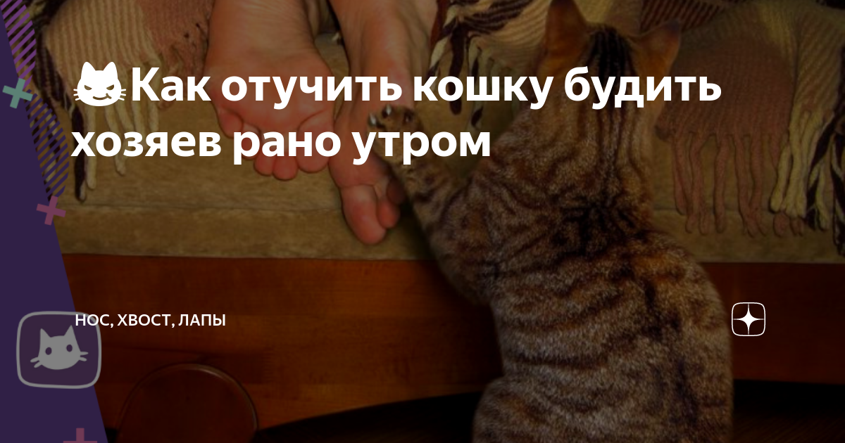 Котят отлучают от кошки в возрасте. Как отучить кошку будить рано утром. Как разбудить кошку. Когда можно отлучать котят от кошки. Разбуди кошку утром.